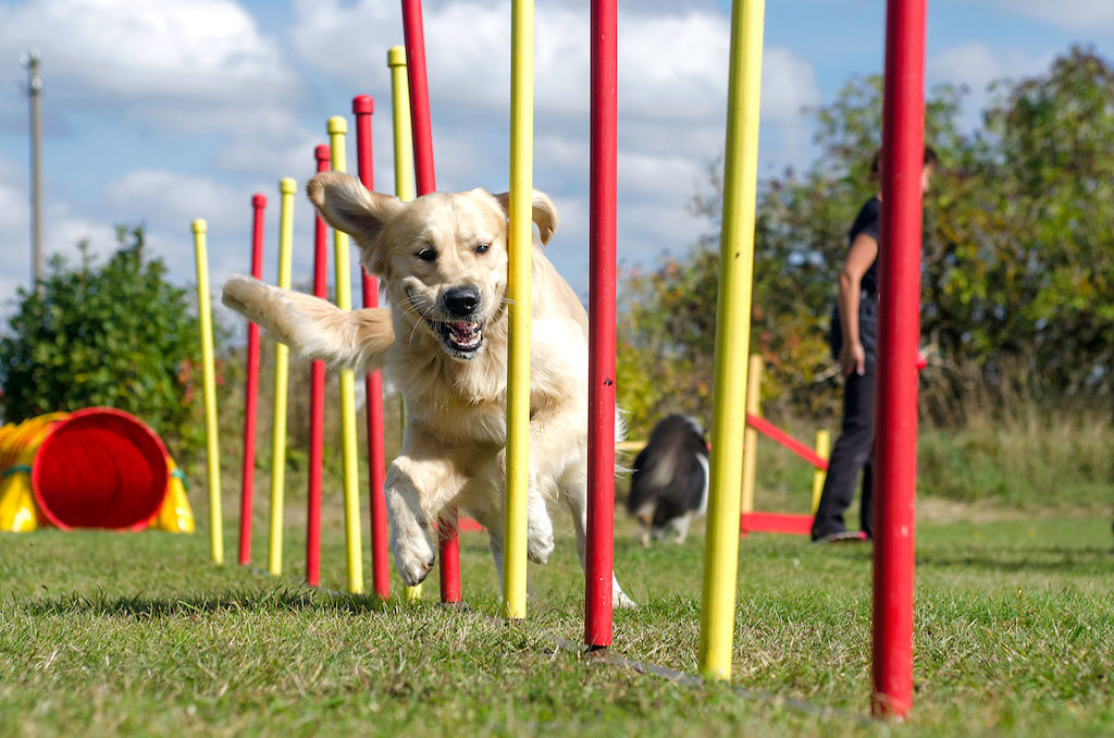 Dog running through obstacle course at pet-friendly apartment community